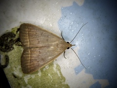 Simplicia niphona
