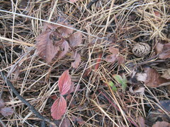 Potentilla fragarioides