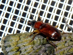 Stenolophus teutonus
