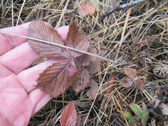 Potentilla fragarioides