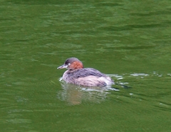Tachybaptus ruficollis