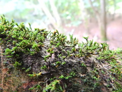 Cryphaea heteromalla