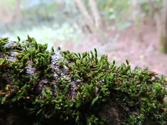 Cryphaea heteromalla
