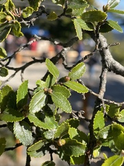 Nothofagus dombeyi