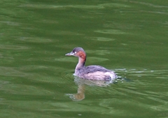 Tachybaptus ruficollis