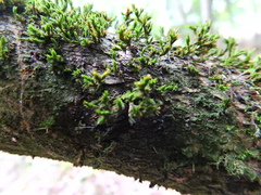 Cryphaea heteromalla
