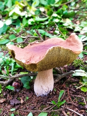 Boletus edulis