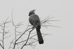 Corythaixoides concolor bechuanae