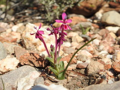Lapeirousia pyramidalis regalis