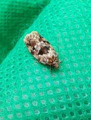 Barea melanodelta