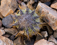 Copiapoa marginata