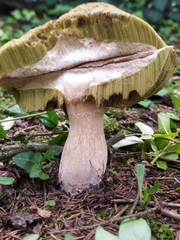 Boletus edulis