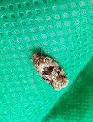 Barea melanodelta