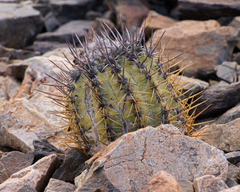 Copiapoa marginata