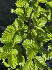 Nothofagus pumilio