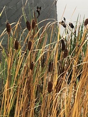 Typha laxmannii