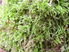 Rhynchostegium confertum