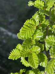 Nothofagus pumilio