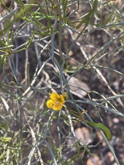 Senna