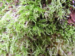 Rhynchostegium confertum