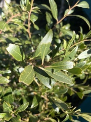 Maytenus boaria
