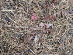 Potentilla fragarioides