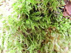 Rhynchostegium confertum