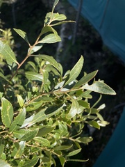 Maytenus boaria