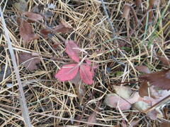 Potentilla fragarioides