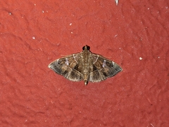 Lamprosema
