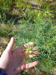 Senecio brasiliensis