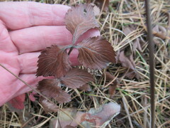 Potentilla fragarioides