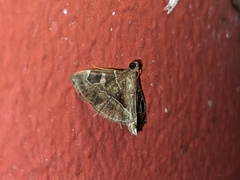 Lamprosema
