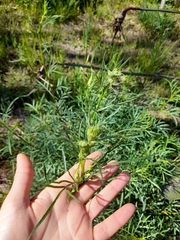 Senecio brasiliensis