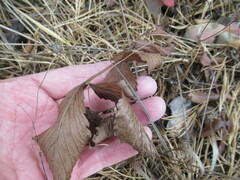 Potentilla fragarioides