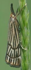 Chrysocramboides craterella