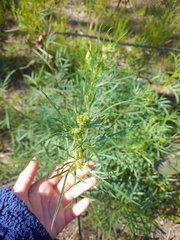 Senecio brasiliensis