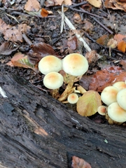 Hypholoma