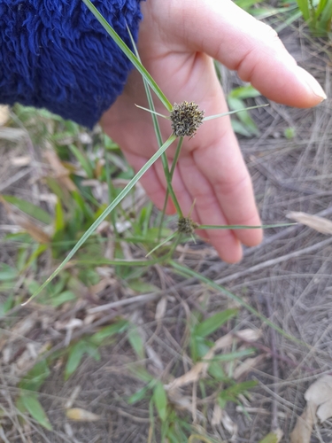 Image of Bentawn Flatsedge (Cyperus reflexus) by (c) Agustina Medina, some rights reserved (CC BY)