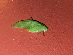 Phylloptera