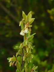 Diospyros glabra
