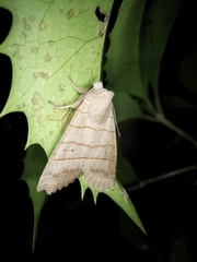 Eupsilia quadrilinea