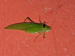Phylloptera