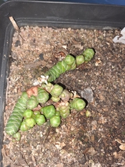 Crassula barklyi
