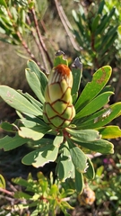 Protea lanceolata