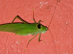 Phylloptera