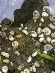 Planorbella trivolvis