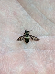Tabanidae