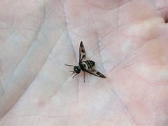 Tabanidae