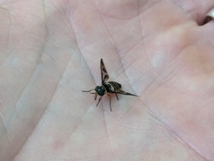 Tabanidae